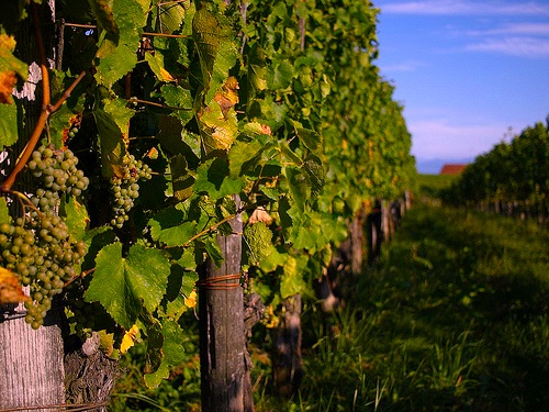 Vines in yard